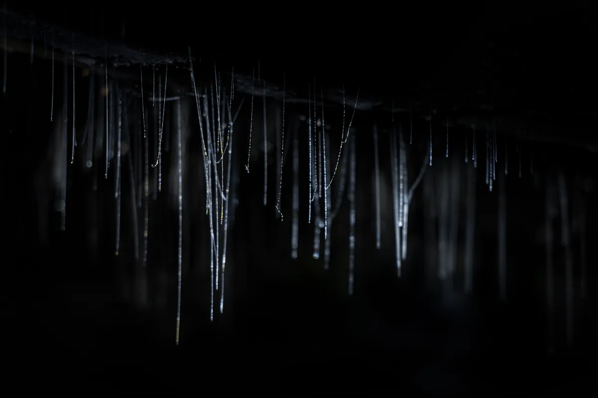 Fotografía representativa de los hilos de seda de luciérnagas colgando en una cueva oscura
